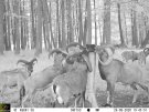 Z-aim, Grand Wildlife, saltsten, viltsten, mineralsten, älg, hjort, rådjur, tiamin, B1, avmagringssjuka, viltvård, slickblock,