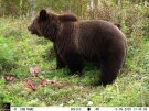 Björnbilder, åtelkamerabilder, Keepguard, KG891, bästa åtelkameran
