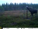 Z-aim, Grand Wildlife, saltsten, viltsten, mineralsten, älg, hjort, rådjur, tiamin, B1, avmagringssjuka, viltvård, slickblock,