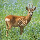 Greyoak Måltavla med djurmotiv