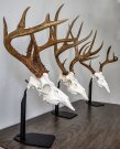 Dead on Display Desktop Mount